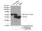 Calponin 3 antibody, 11509-1-AP, Proteintech Group, Immunoprecipitation image 