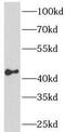 CAMP Responsive Element Binding Protein 1 antibody, FNab09947, FineTest, Western Blot image 