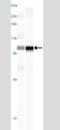 TANK Binding Kinase 1 antibody, NB100-56705, Novus Biologicals, Western Blot image 