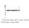 Chaperonin Containing TCP1 Subunit 3 antibody, MA5-27872, Invitrogen Antibodies, Western Blot image 