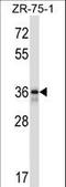 Fetuin B antibody, LS-C166119, Lifespan Biosciences, Western Blot image 