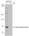 Ribosomal Protein S6 Kinase A3 antibody, PA5-78626, Invitrogen Antibodies, Western Blot image 