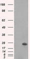 HsMAD2 antibody, TA500617S, Origene, Western Blot image 