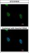 Heterogeneous Nuclear Ribonucleoprotein K antibody, GTX101815, GeneTex, Immunofluorescence image 