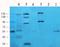 Solute Carrier Family 6 Member 5 antibody, orb395803, Biorbyt, Western Blot image 