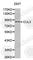 Cullin 3 antibody, A3168, ABclonal Technology, Western Blot image 