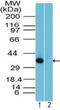 Rhox-10 antibody, NBP2-23834, Novus Biologicals, Western Blot image 