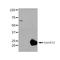 Heat shock protein 70 antibody, orb228220, Biorbyt, Western Blot image 