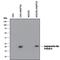Hepatocellular carcinoma-associated protein TD26 homolog antibody, MAB8548, R&D Systems, Western Blot image 