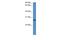 C-Type Lectin Domain Family 1 Member B antibody, PA5-69457, Invitrogen Antibodies, Western Blot image 