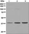 G Protein Subunit Alpha 13 antibody, ab128900, Abcam, Western Blot image 