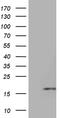 HERV-H LTR-Associating 3 antibody, MA5-27440, Invitrogen Antibodies, Western Blot image 