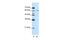 Cleavage And Polyadenylation Specific Factor 6 antibody, PA5-41830, Invitrogen Antibodies, Western Blot image 