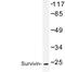 Baculoviral IAP Repeat Containing 5 antibody, AP06616PU-N, Origene, Western Blot image 