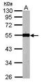 Kruppel Like Factor 12 antibody, PA5-28010, Invitrogen Antibodies, Western Blot image 