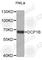 Decapping MRNA 1B antibody, A5194, ABclonal Technology, Western Blot image 