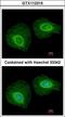 Keratin, type I cuticular Ha4 antibody, LS-B15620, Lifespan Biosciences, Immunocytochemistry image 