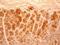 Interleukin 17F antibody, NBP2-27327, Novus Biologicals, Immunohistochemistry paraffin image 