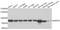 Heat Shock Protein Family A (Hsp70) Member 5 antibody, A11366, ABclonal Technology, Western Blot image 