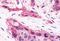 Hepatocyte Nuclear Factor 4 Gamma antibody, MBS244343, MyBioSource, Immunohistochemistry paraffin image 