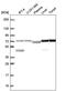 Double Zinc Ribbon And Ankyrin Repeat Domains 1 antibody, PA5-66676, Invitrogen Antibodies, Western Blot image 