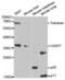 Caspase 7 antibody, abx001283, Abbexa, Western Blot image 