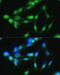 Casein Kinase 2 Alpha 1 antibody, 15-012, ProSci, Immunofluorescence image 
