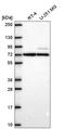 SMAD Specific E3 Ubiquitin Protein Ligase 2 antibody, HPA071508, Atlas Antibodies, Western Blot image 