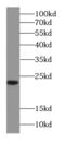 Peptidylprolyl Isomerase C antibody, FNab02178, FineTest, Western Blot image 