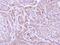 Flavin Containing Dimethylaniline Monoxygenase 2 antibody, PA5-22068, Invitrogen Antibodies, Immunohistochemistry frozen image 