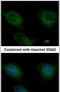 Creatine Kinase, Mitochondrial 2 antibody, PA5-28591, Invitrogen Antibodies, Immunofluorescence image 