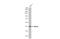 Wnt Family Member 5A antibody, GTX111187, GeneTex, Western Blot image 