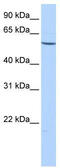 Collagen Type XXVI Alpha 1 Chain antibody, TA340272, Origene, Western Blot image 