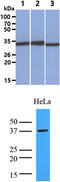 Lactate Dehydrogenase A antibody, MBS200176, MyBioSource, Western Blot image 