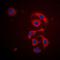 Mitochondrial Ribosomal Protein S21 antibody, orb315617, Biorbyt, Immunofluorescence image 