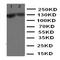 Mitogen-Activated Protein Kinase 13 antibody, orb97070, Biorbyt, Western Blot image 
