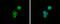 Complement C1q A Chain antibody, GTX134007, GeneTex, Immunofluorescence image 