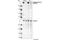 Filamin A antibody, 4761S, Cell Signaling Technology, Western Blot image 