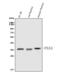 Paired Box 4 antibody, A03165-2, Boster Biological Technology, Western Blot image 