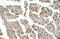 Chloride Channel CLIC Like 1 antibody, NBP1-59834, Novus Biologicals, Immunohistochemistry paraffin image 