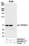 Tight Junction Protein 3 antibody, A304-925A, Bethyl Labs, Immunoprecipitation image 