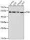 Small RNA Binding Exonuclease Protection Factor La antibody, GTX32896, GeneTex, Western Blot image 