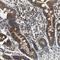 Cold Shock Domain Containing E1 antibody, NBP1-85341, Novus Biologicals, Immunohistochemistry frozen image 