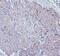 Transient receptor potential cation channel subfamily V member 3 antibody, A03874-1, Boster Biological Technology, Immunohistochemistry frozen image 