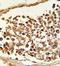 Lysine Demethylase 4B antibody, GTX53804, GeneTex, Immunohistochemistry paraffin image 