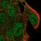 SL9A4 antibody, PA5-57518, Invitrogen Antibodies, Immunofluorescence image 