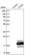 Otoraplin antibody, PA5-55053, Invitrogen Antibodies, Western Blot image 
