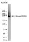 Macrophage Scavenger Receptor 1 antibody, MA5-16492, Invitrogen Antibodies, Western Blot image 