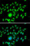 Atonal BHLH Transcription Factor 1 antibody, 22-289, ProSci, Immunofluorescence image 