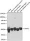 Creatine Kinase, Mitochondrial 2 antibody, GTX33098, GeneTex, Western Blot image 